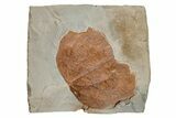 Fossil Leaf (Zizyphoides) - Montana #215517-1